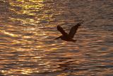 Sunset Flyer