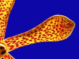 Orchid petal *