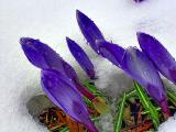 Snow on living color *