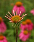 New Flower in the Garden