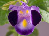 Torenia *