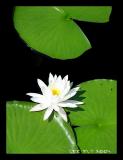 Lily pad (*)