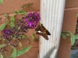 purplecontrast(*)