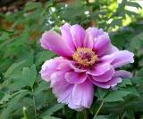 Colorful Peony  *