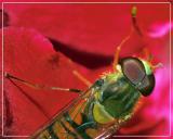 Marmalade Hoverfly*