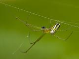 Spider *