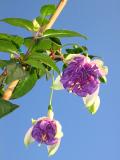 Fuscia*