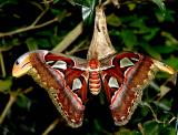 Atlas Moth