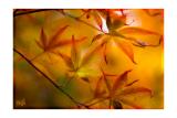 Maple Three