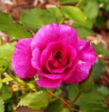 Purple Rose  *