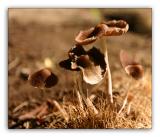 Mini Mushrooms Debbi in California