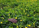 Ground Cover *