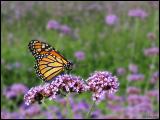 Montreal Monarch (*)