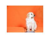 Yuppy Puppy (*)