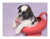 Siesta Ware (*)