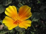 Wildflower *