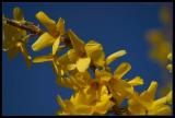 Simply Yellow And Blue*