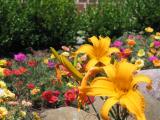 Flower Perspective *