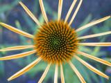 Star Flower*