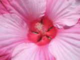 Hibiscus Center*
