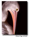 Pink Pelican<br> by Richard Higgs