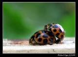 Ladybirds in love<br>by Richard Higgs