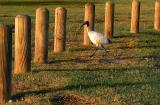 Ibis *