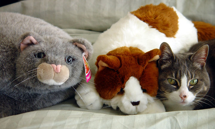 Pogo and The Bed Cats