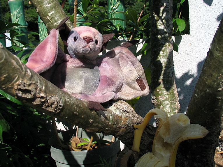 Bat Boy*