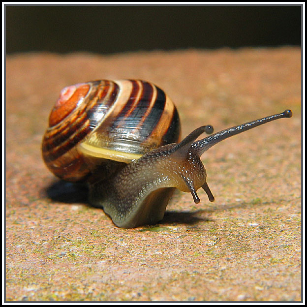 Snail (again)