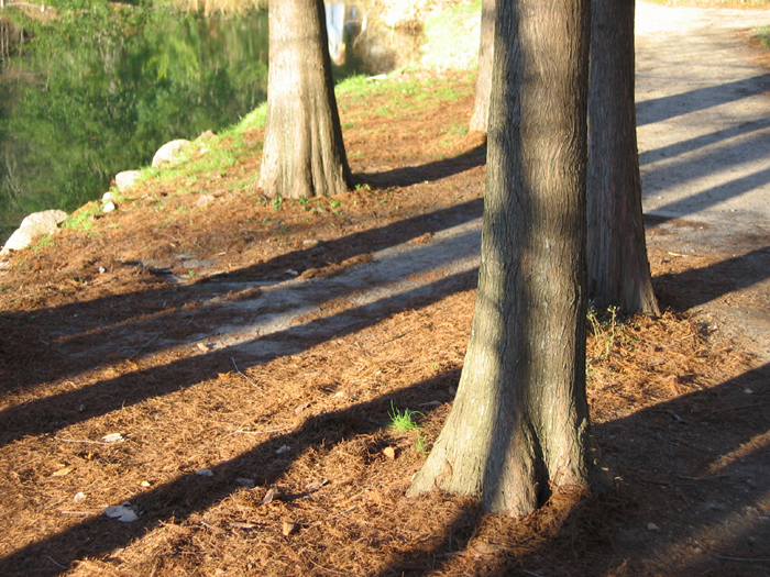 Shadows (*)
