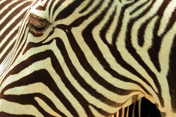 Stripes (*)