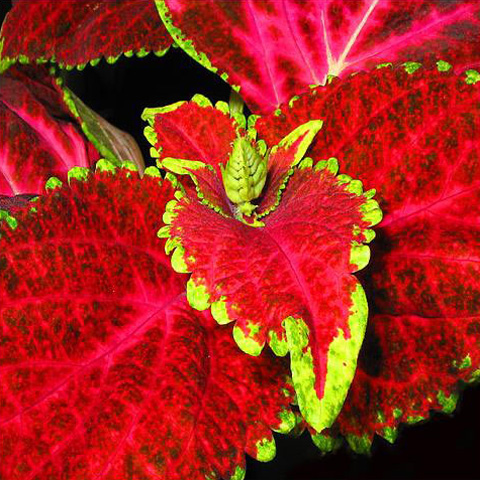 Coleus*