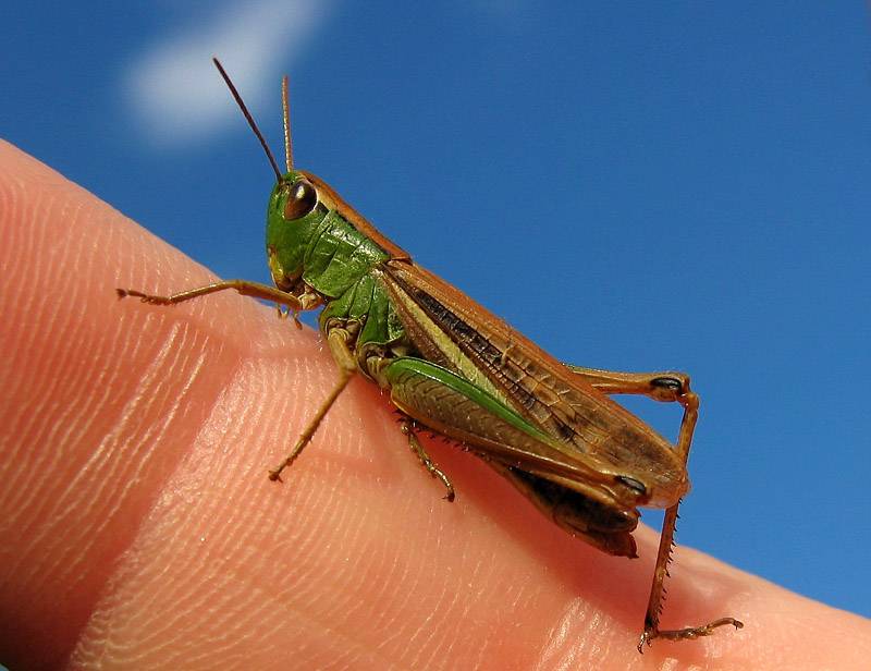 Grasshopper 2nd place