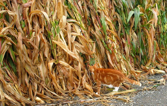 Golden Stalker *