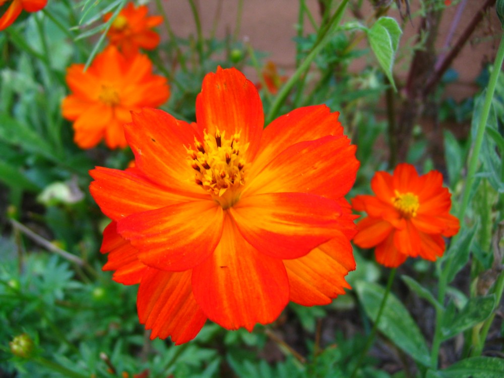 Orangeflow (*)