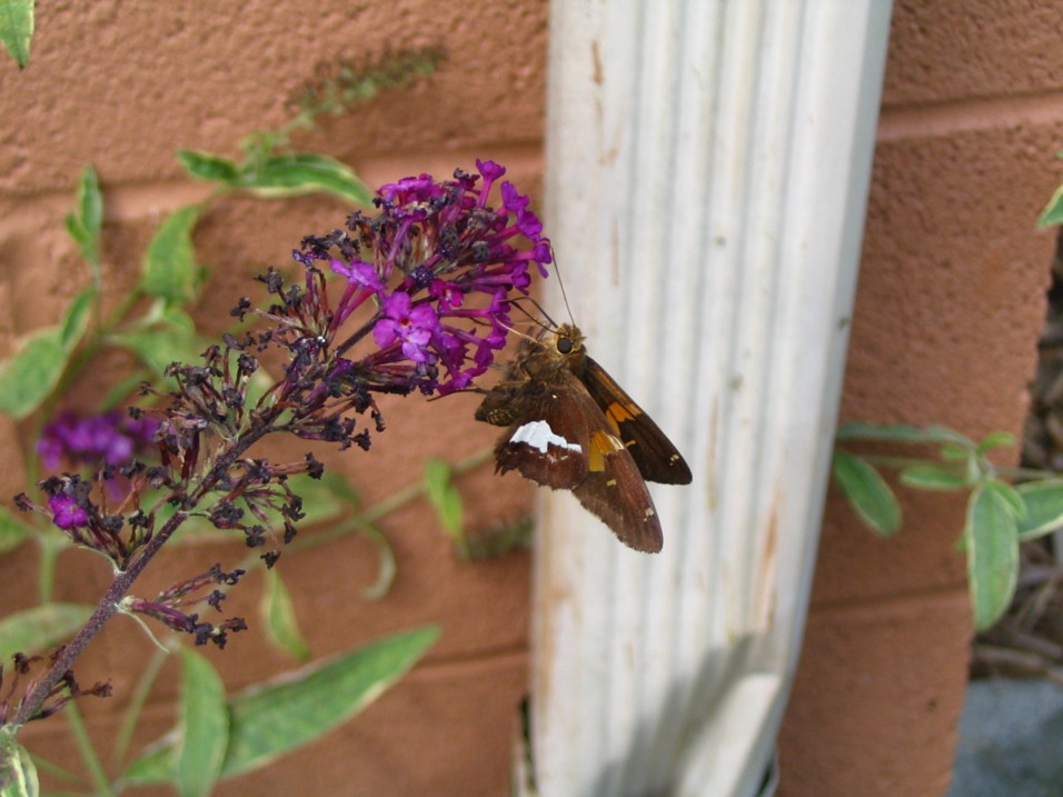 purplecontrast(*)