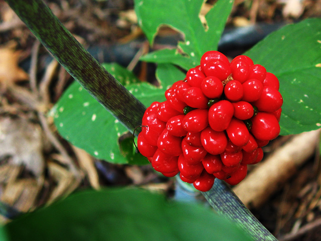 Red Berries  *