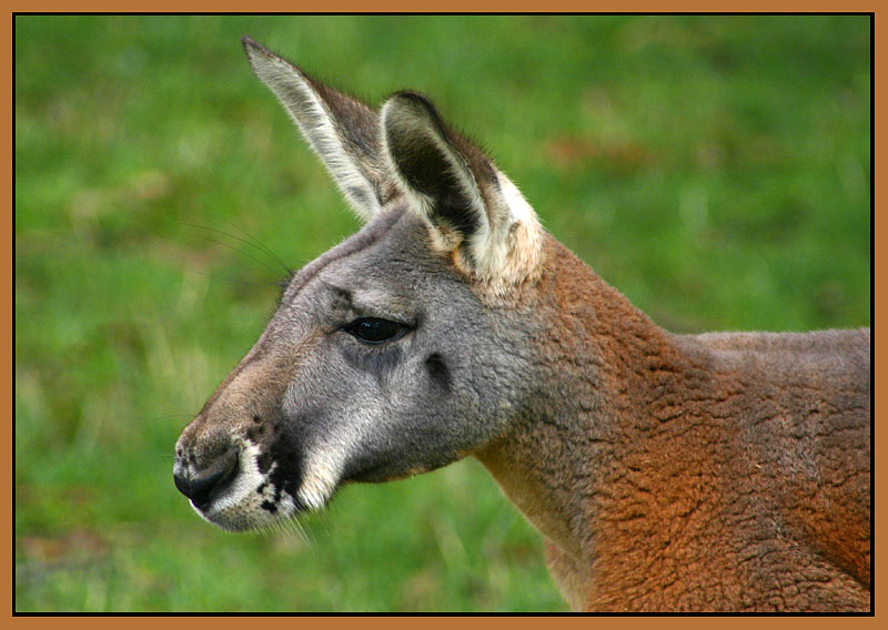 Red Kangaroo  *