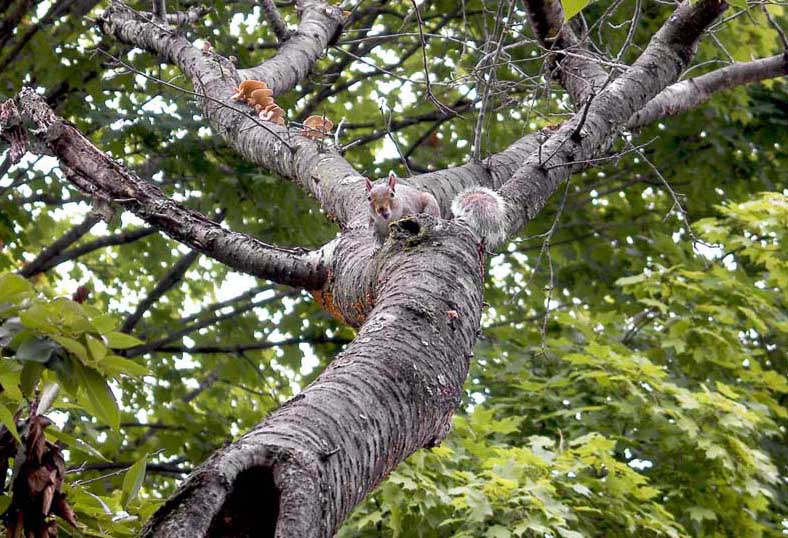Screwy Squirrel *