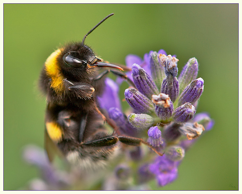 Hungry Bumblebee 5th place