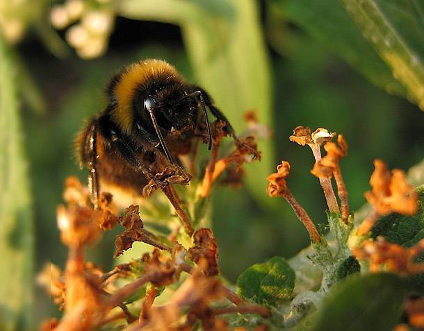 Bee *