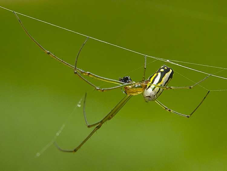 Spider *
