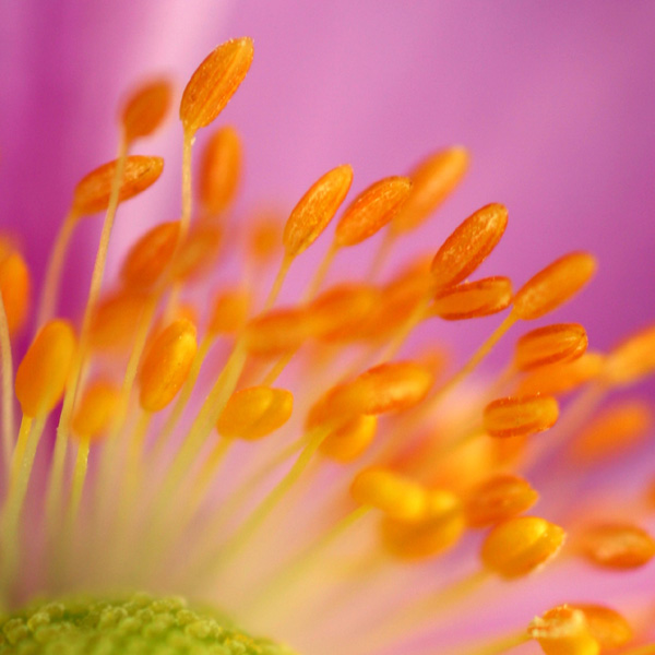 <b>Japanese Anemone </b> 3rd place