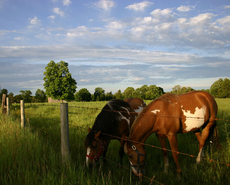 Horses in the Morning