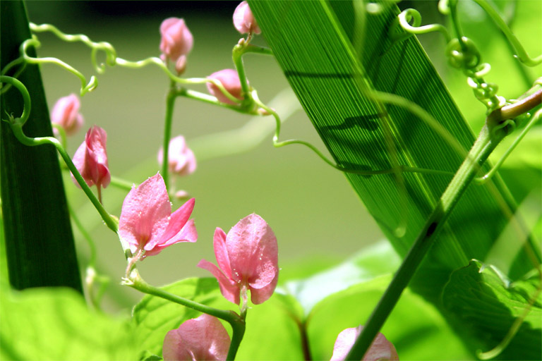 Pink Flowered Vine on a Fence