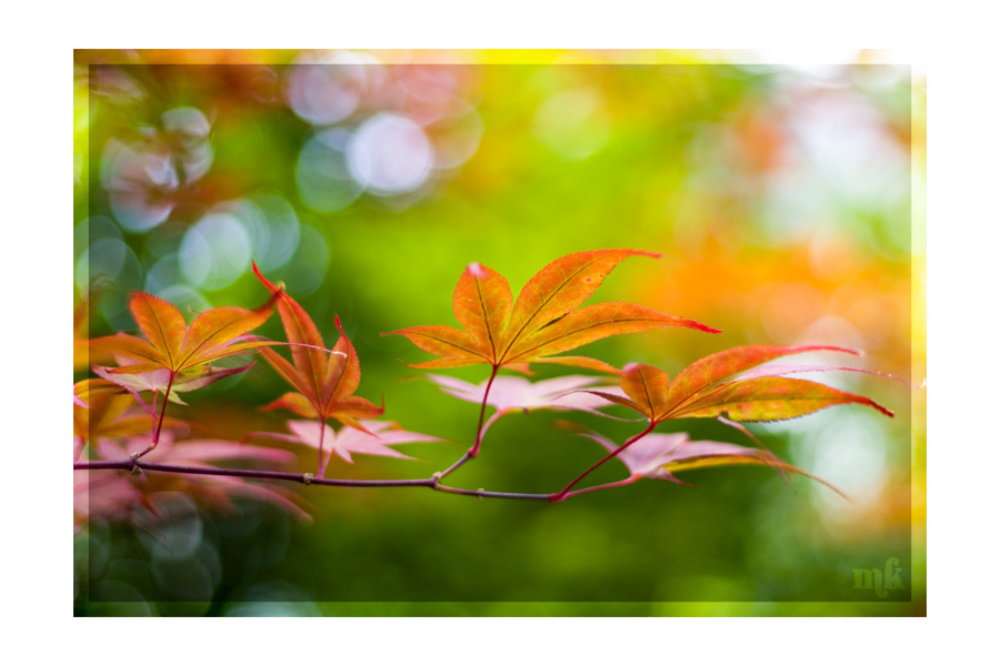 Maple Four