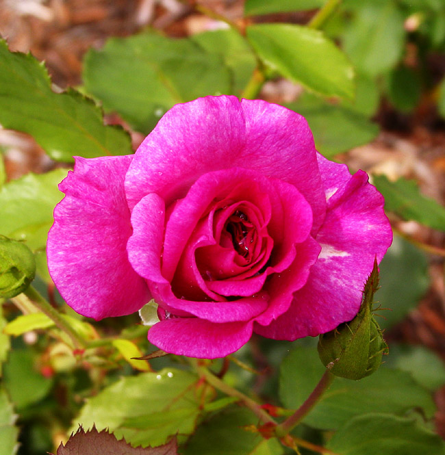 Purple Rose  *