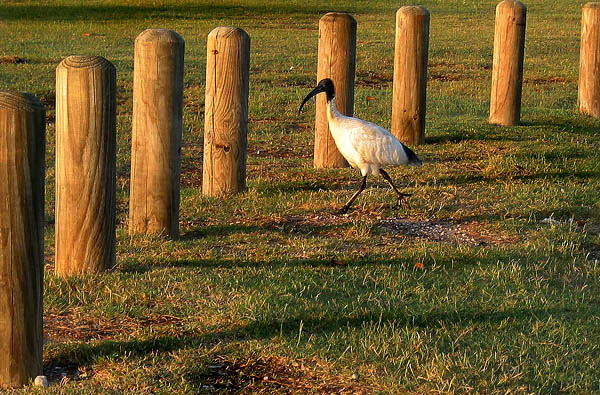 Ibis *