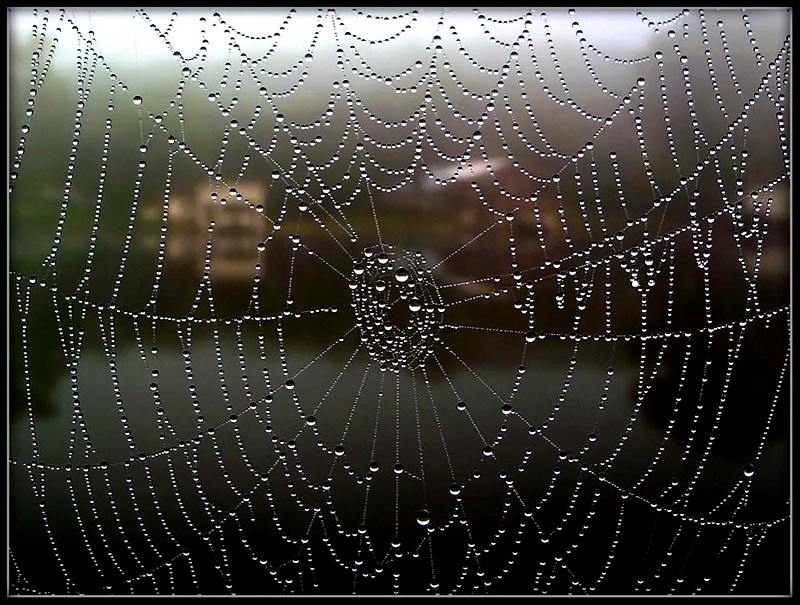 View From the Web